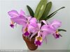 Cattleya gaskelliana